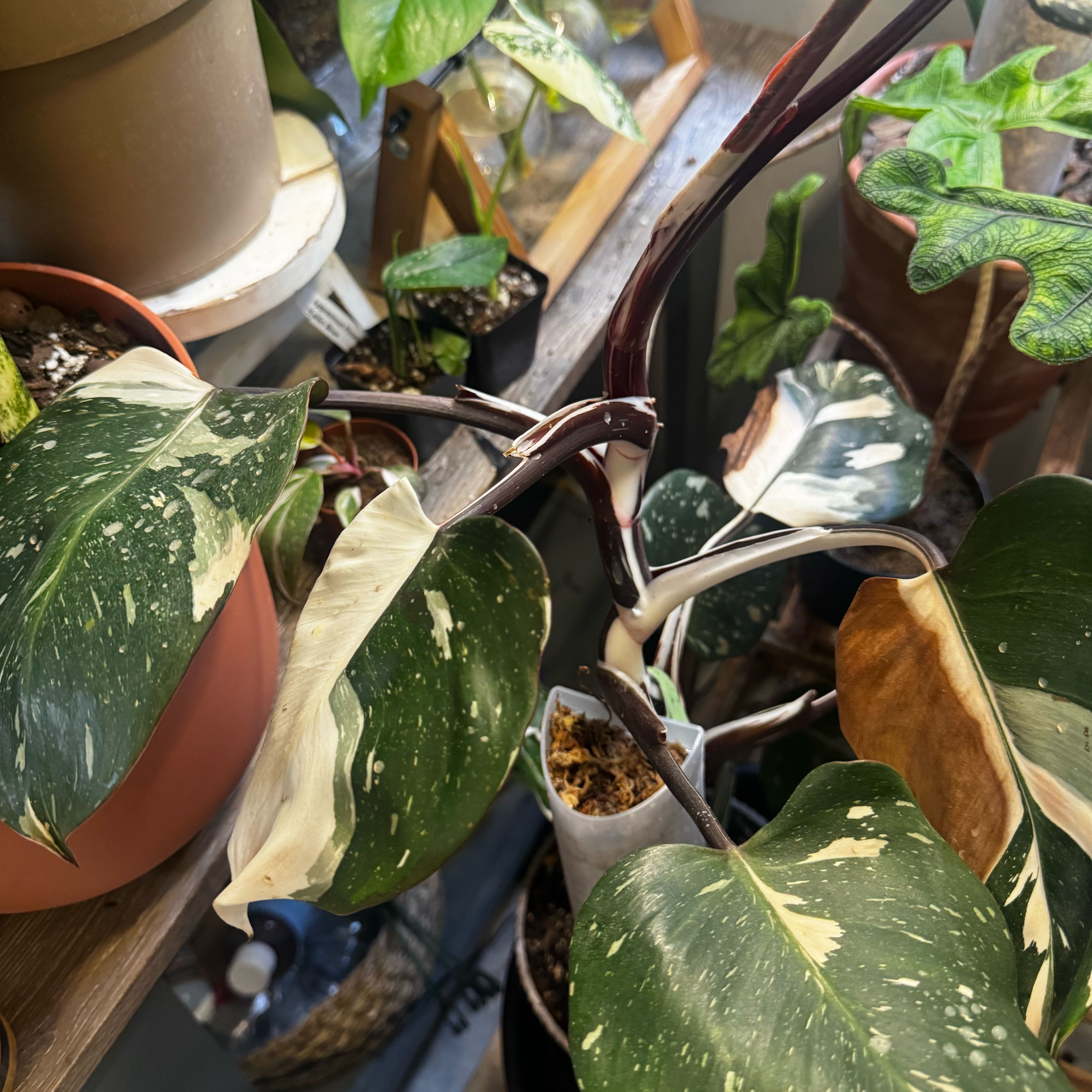Photo of the plant species philodendron white princess by @YesTutu94 named Lavender on Greg, the plant care app