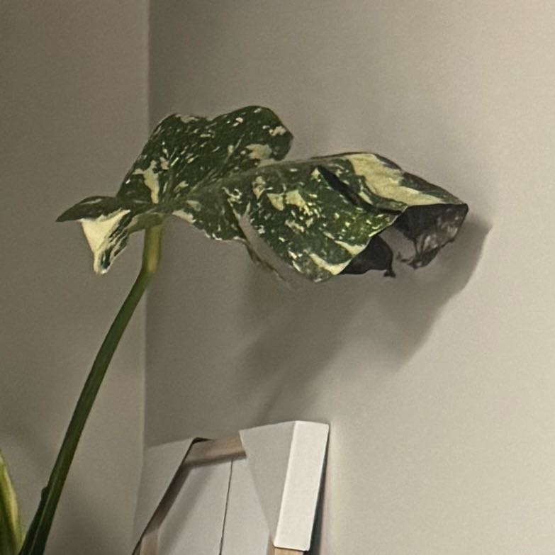 Photo of the plant species Monstera by @YesTutu94 named Mollie on Greg, the plant care app