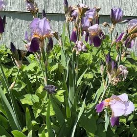 Photo of the plant species Blue Flag by @ImpishParsley53 named Daphne on Greg, the plant care app