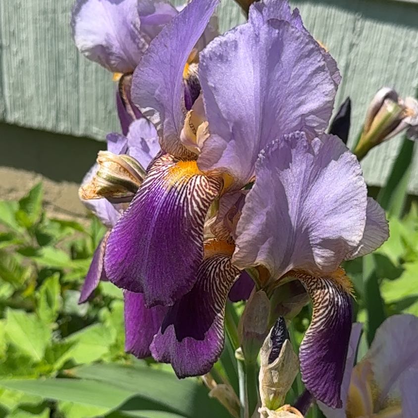 Photo of the plant species Crimean Iris by @ImpishParsley53 named Naomi on Greg, the plant care app
