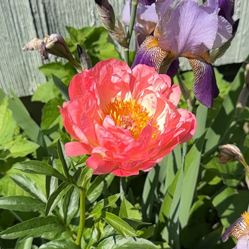 Photo of the plant species Chinese Peony by @ImpishParsley53 named Coco on Greg, the plant care app
