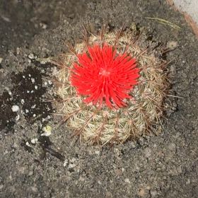 Photo of the plant species Rainbow Pincushion by @EarthyRockfig46 named Tupot amaroot on Greg, the plant care app