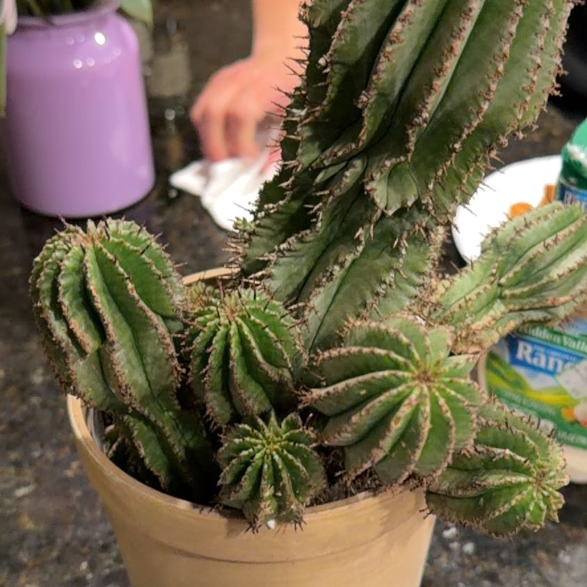 Photo of the plant species Milk Barrel Cactus by @VipPhalsa70 named Plato on Greg, the plant care app