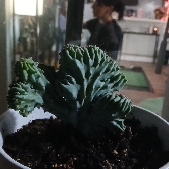 Photo of the plant species Myrtillocactus Crest 'Indigo wave' by @thirstTrap named Waveh on Greg, the plant care app