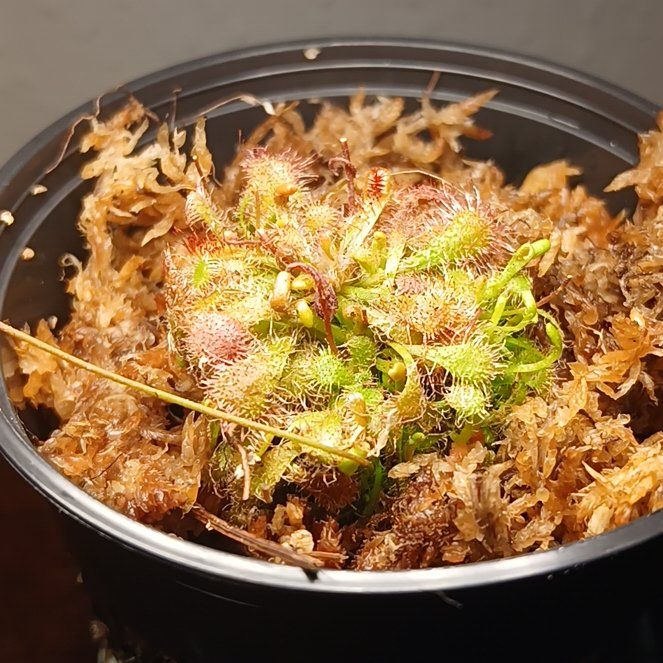 Photo of the plant species Spoon-Leaved Sundew by @thirstTrap named Doja Cat on Greg, the plant care app