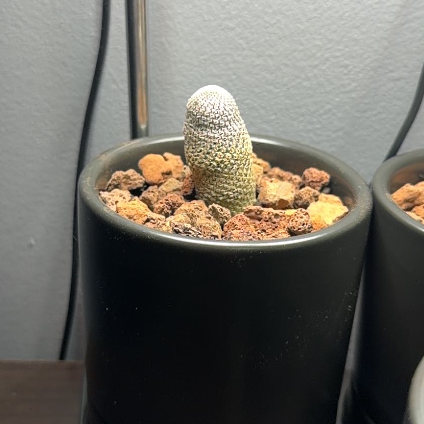 Photo of the plant species Rebutia Heliosa by @BigBossFierro named CELL on Greg, the plant care app