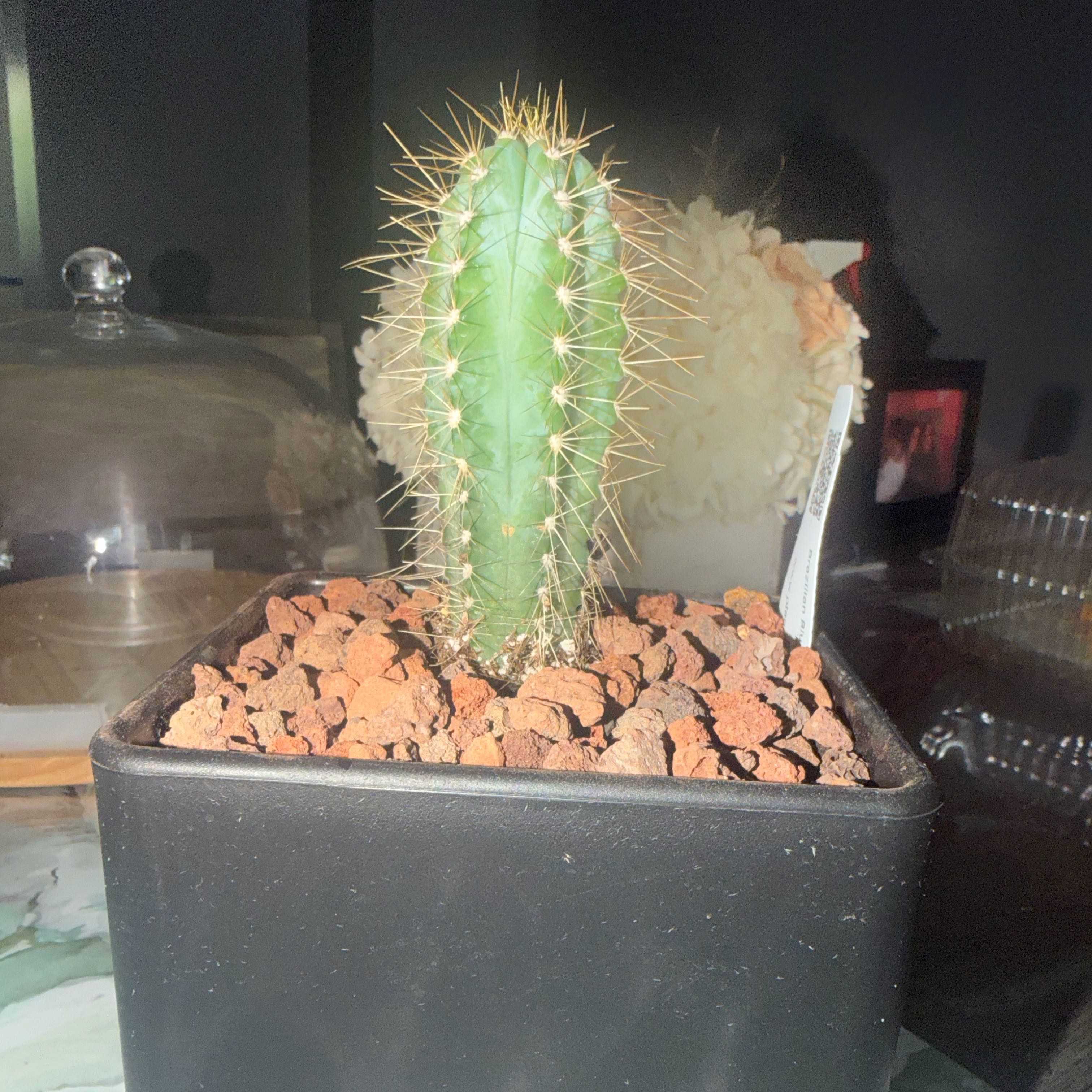 Photo of the plant species Blue Torch Cactus by @BigBossFierro named THOR 🥶⚡️ on Greg, the plant care app