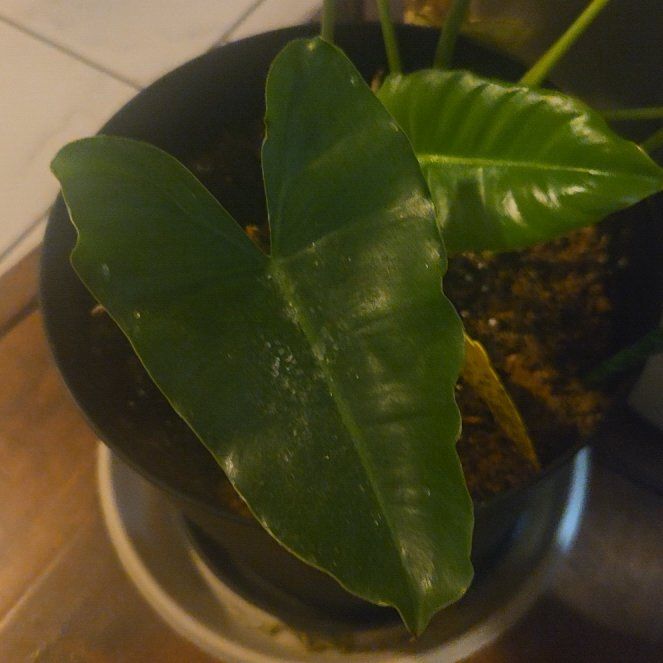 Photo of the plant species Green Arrow-Arum by @ValidCardoon29 named Curie on Greg, the plant care app