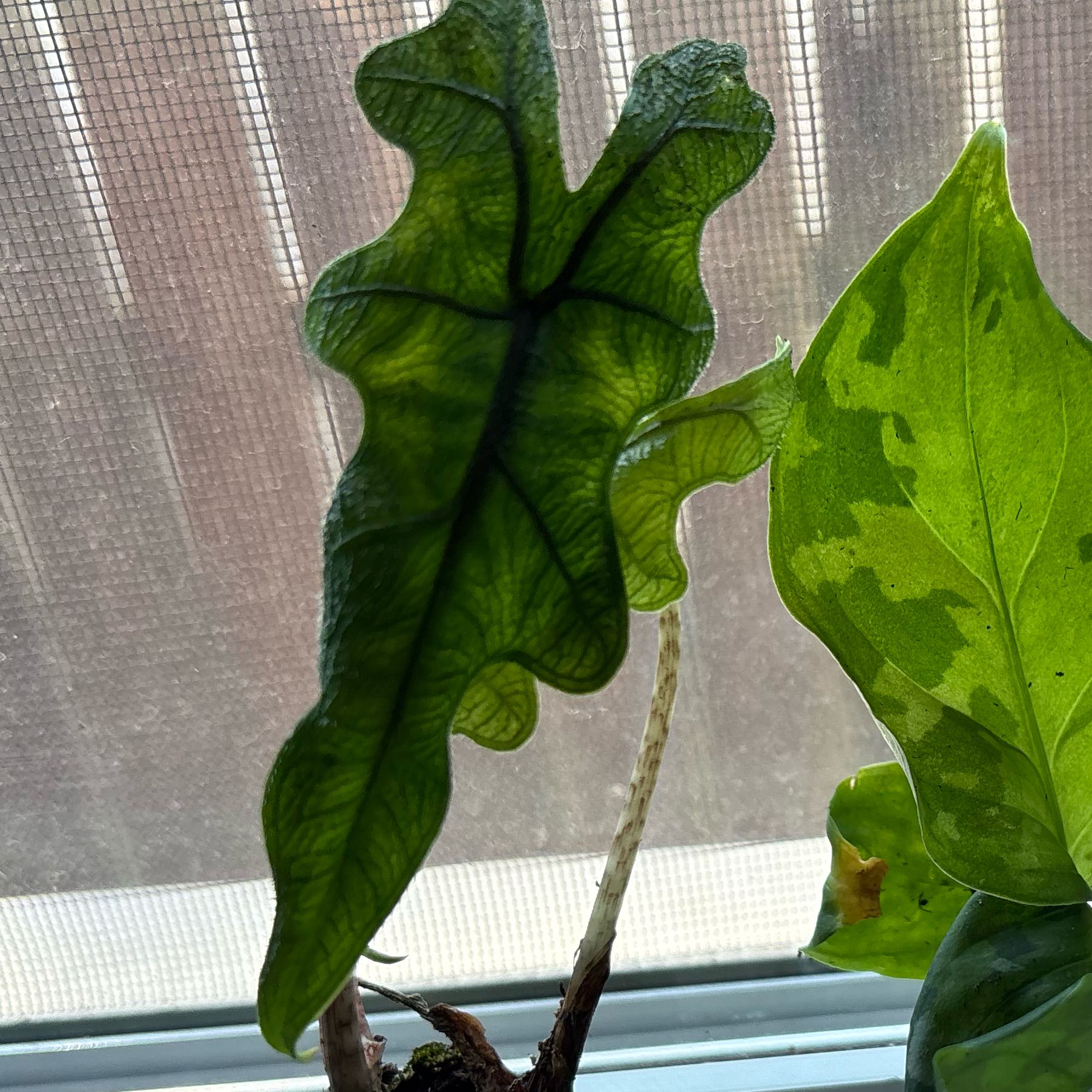 Photo of the plant species Alocasia 'Jacklyn' by @ModelPawpaw66 named Jackie on Greg, the plant care app