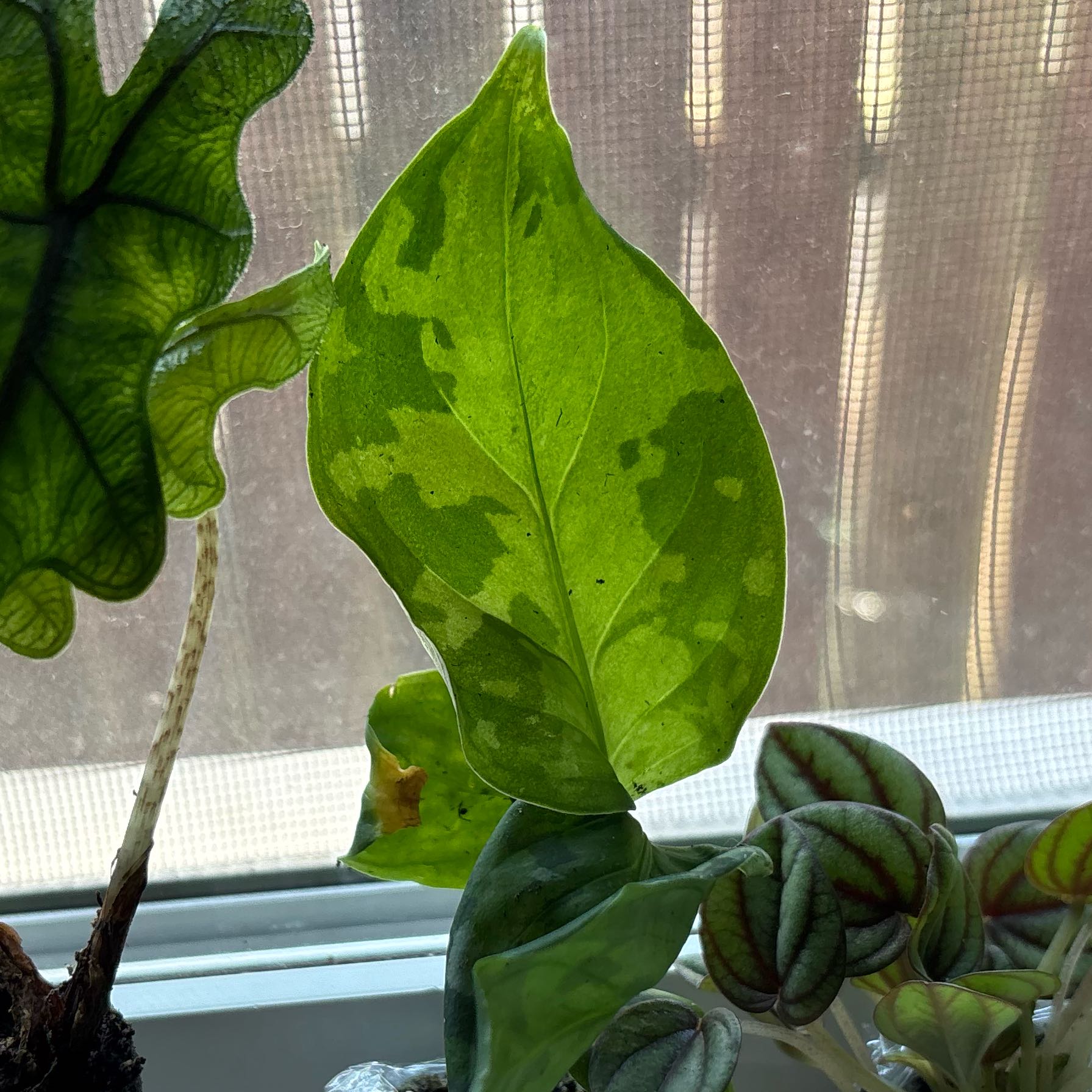 Photo of the plant species Anglaonema Tricolor by @ModelPawpaw66 named Elle on Greg, the plant care app