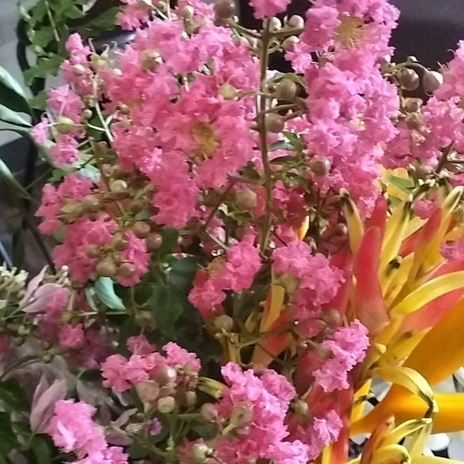 Photo of the plant species Lagerstroemia Indica by @HeadPlanty11 named Sproutacus on Greg, the plant care app