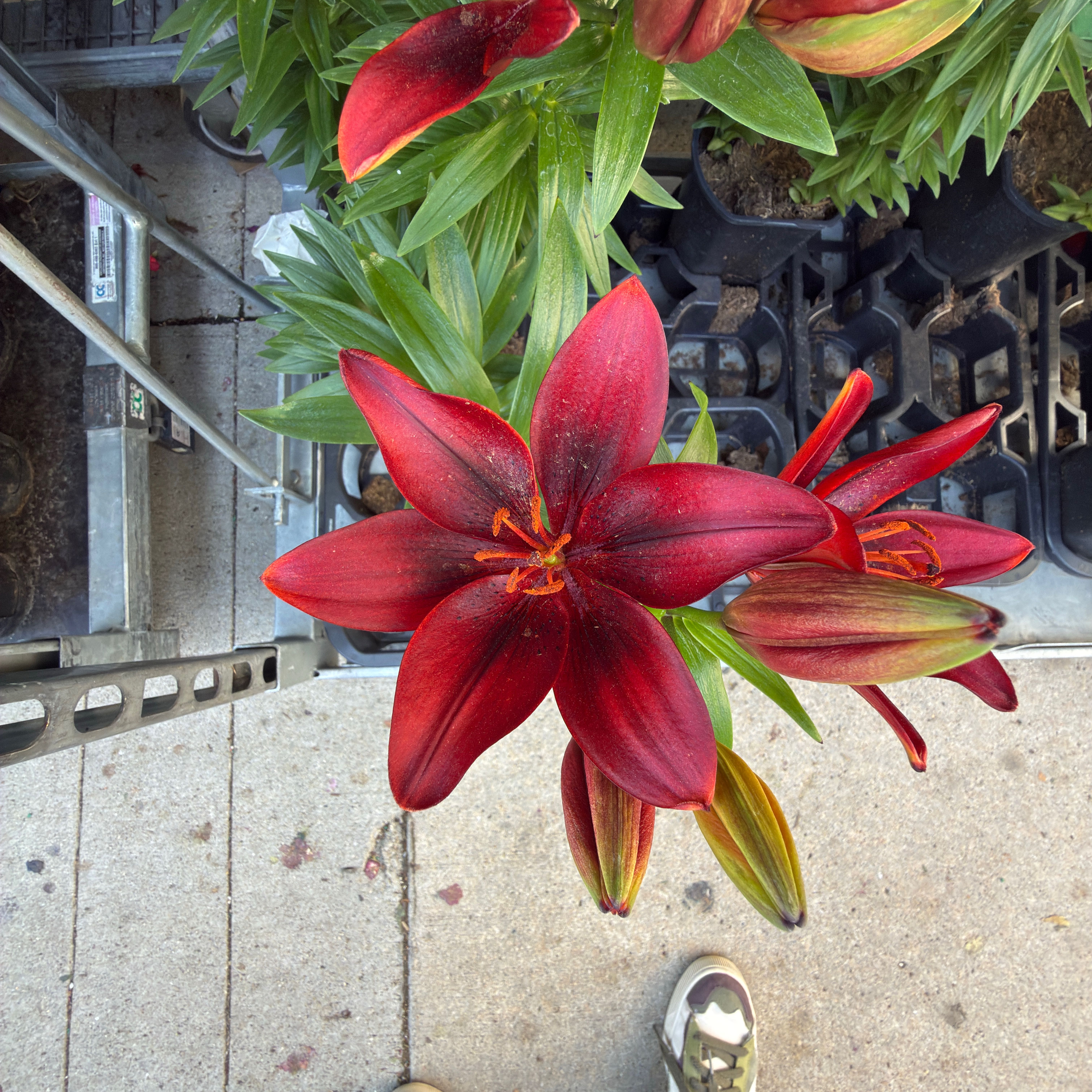 Photo of the plant species Asiatic Lily by @UpfrontKanono37 named Fernie Saunders on Greg, the plant care app