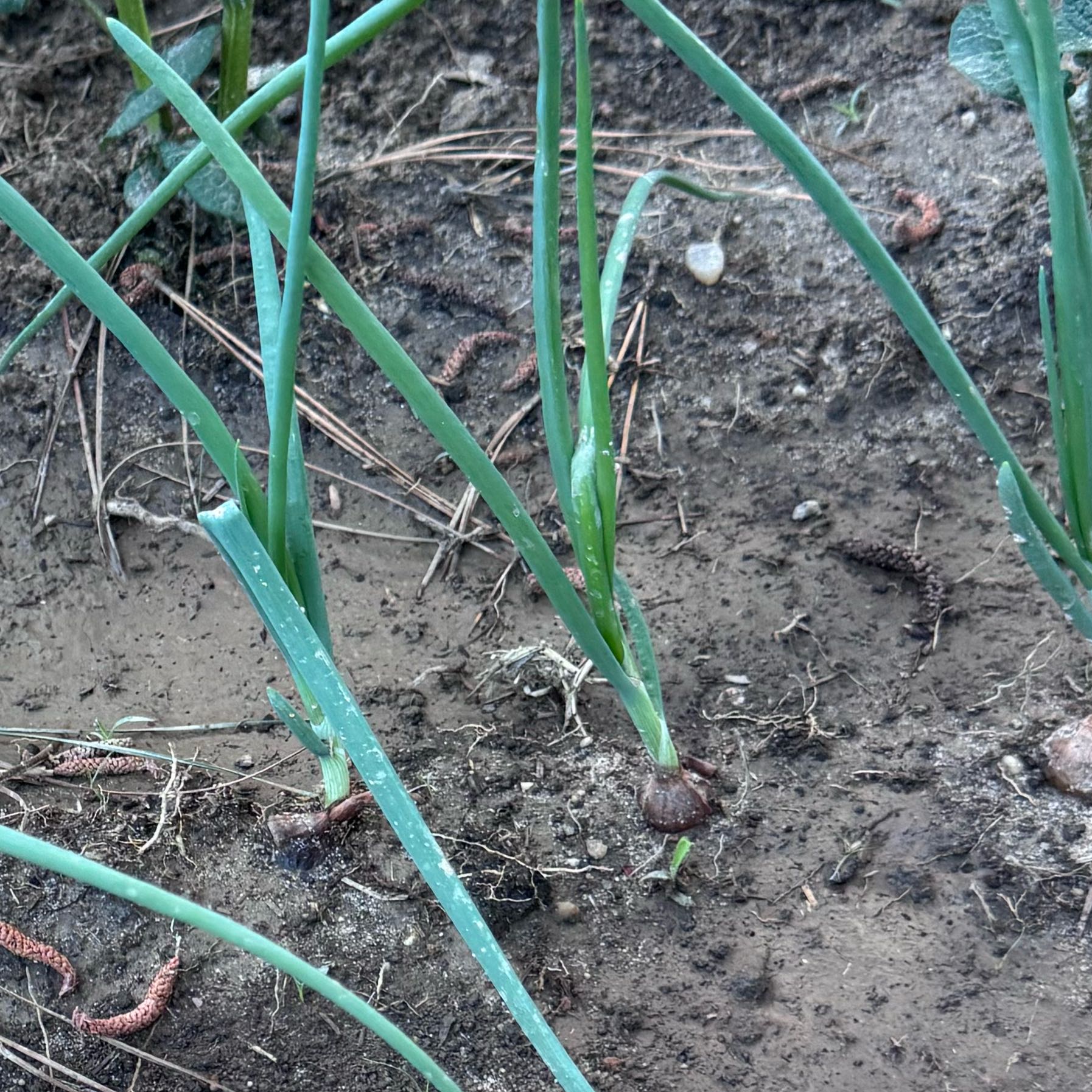 Photo of the plant species Brown Onion by @BackupGrapeivy1 named Sir Plancelot on Greg, the plant care app