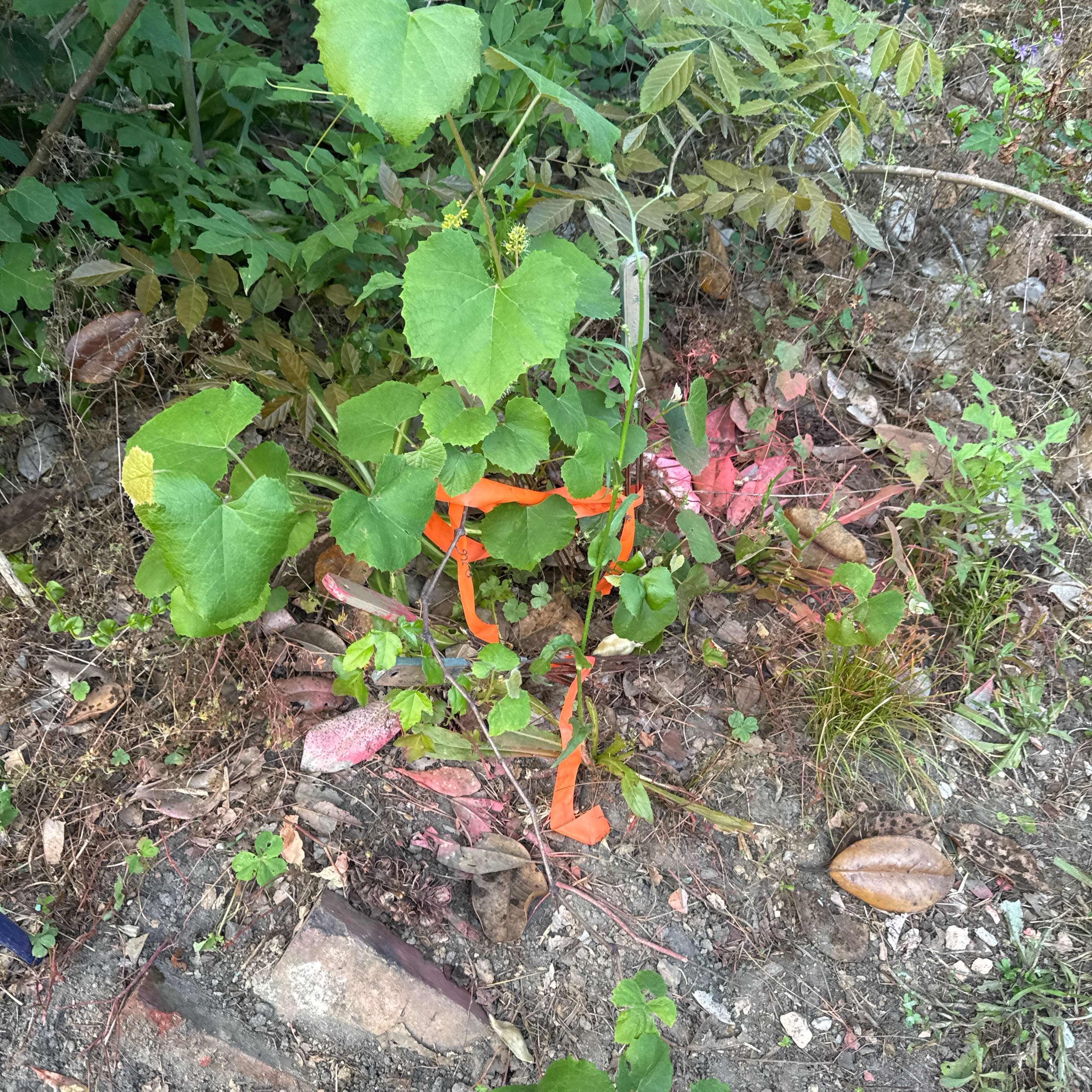 Photo of the plant species Grapevines by @BackupGrapeivy1 named Spike Leaves on Greg, the plant care app