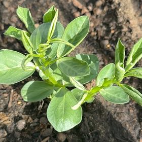 Photo of the plant species Broad Bean by @RichlyKatsura38 named Oscar on Greg, the plant care app
