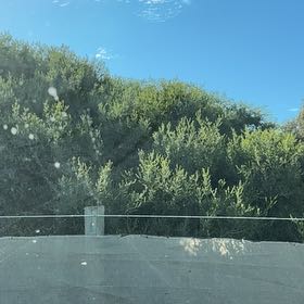 Photo of the plant species Desert Willow by @RichlyKatsura38 named Mando on Greg, the plant care app