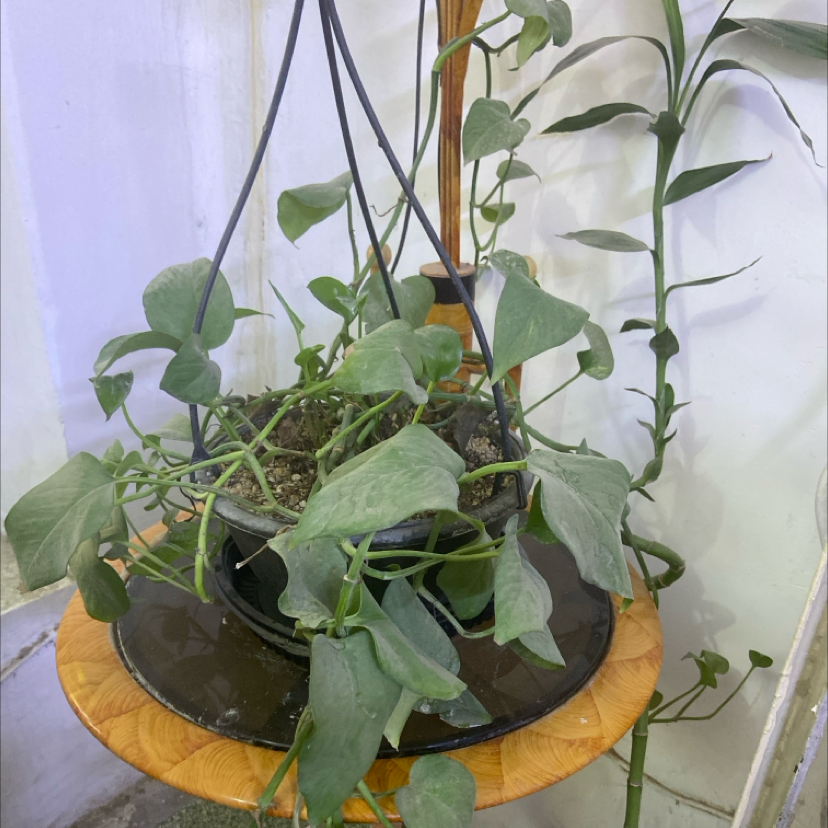 Photo of the plant species Mexican Morning Glory by @RewardableHope9 named Hamilton on Greg, the plant care app