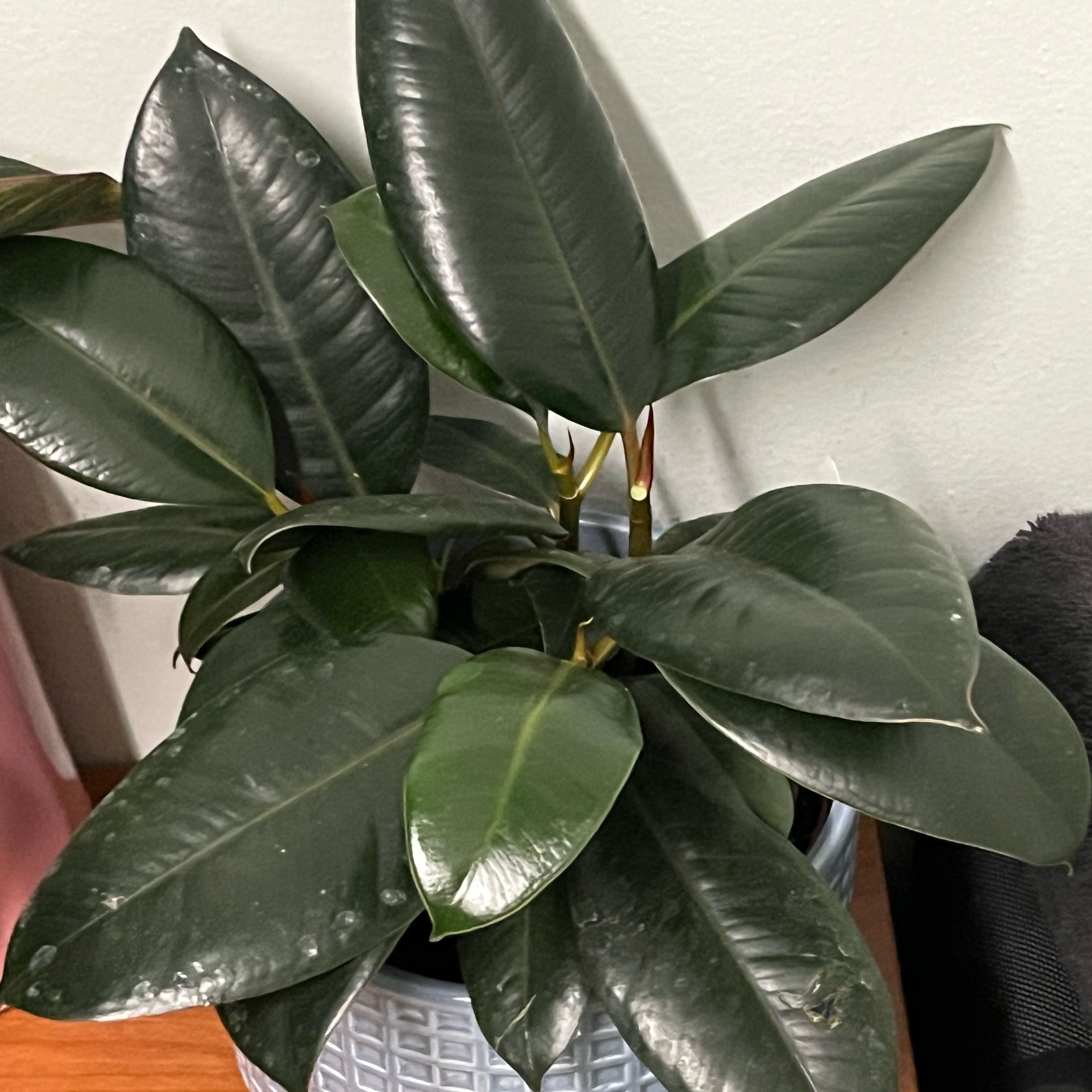 Rainforest Ruby
