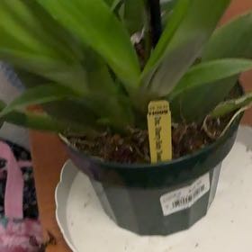 Photo of the plant species Onc Orchid by @GoodLecanora84 named Princess Luna Sharry Baby on Greg, the plant care app