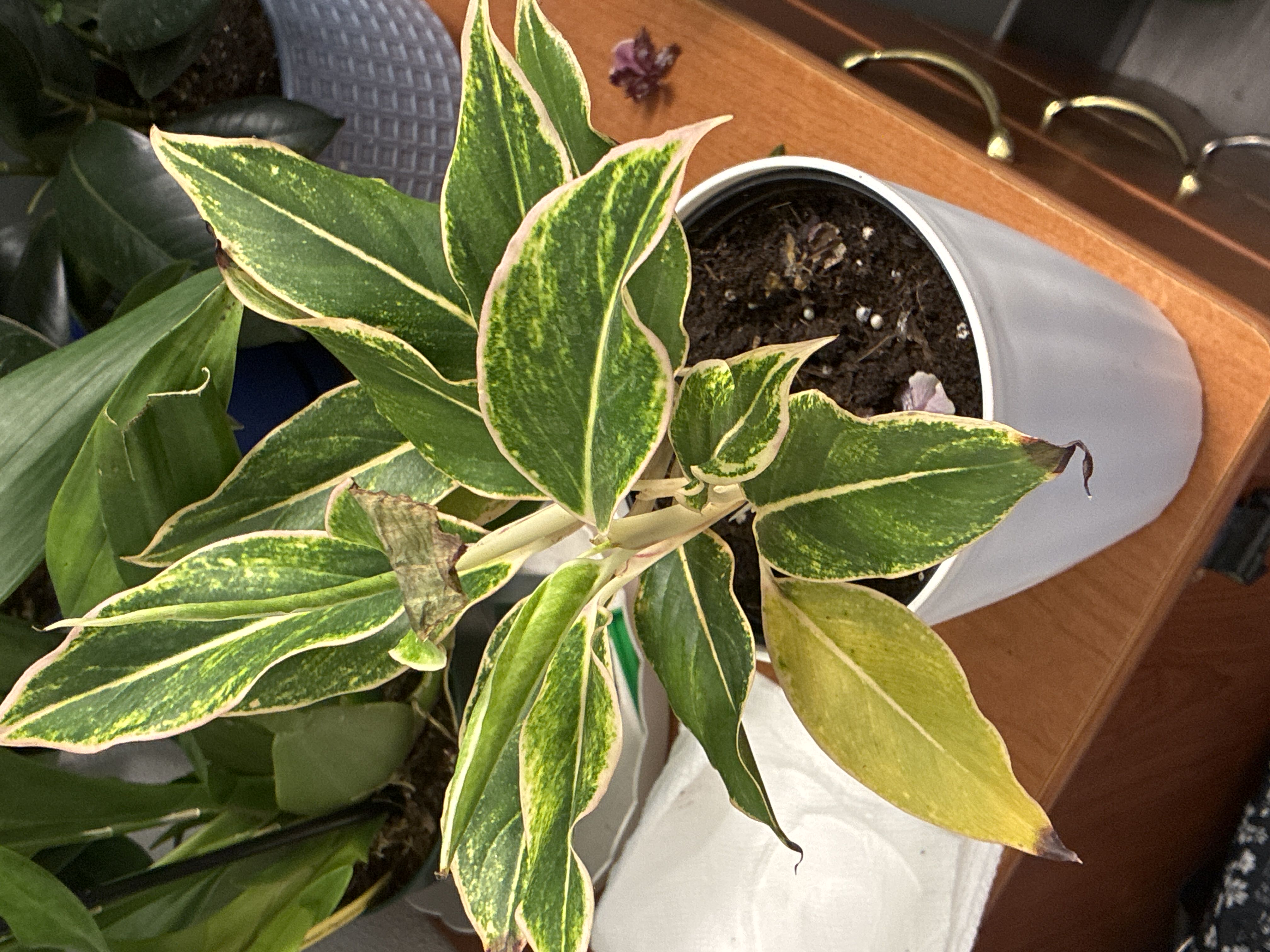 Photo from the post