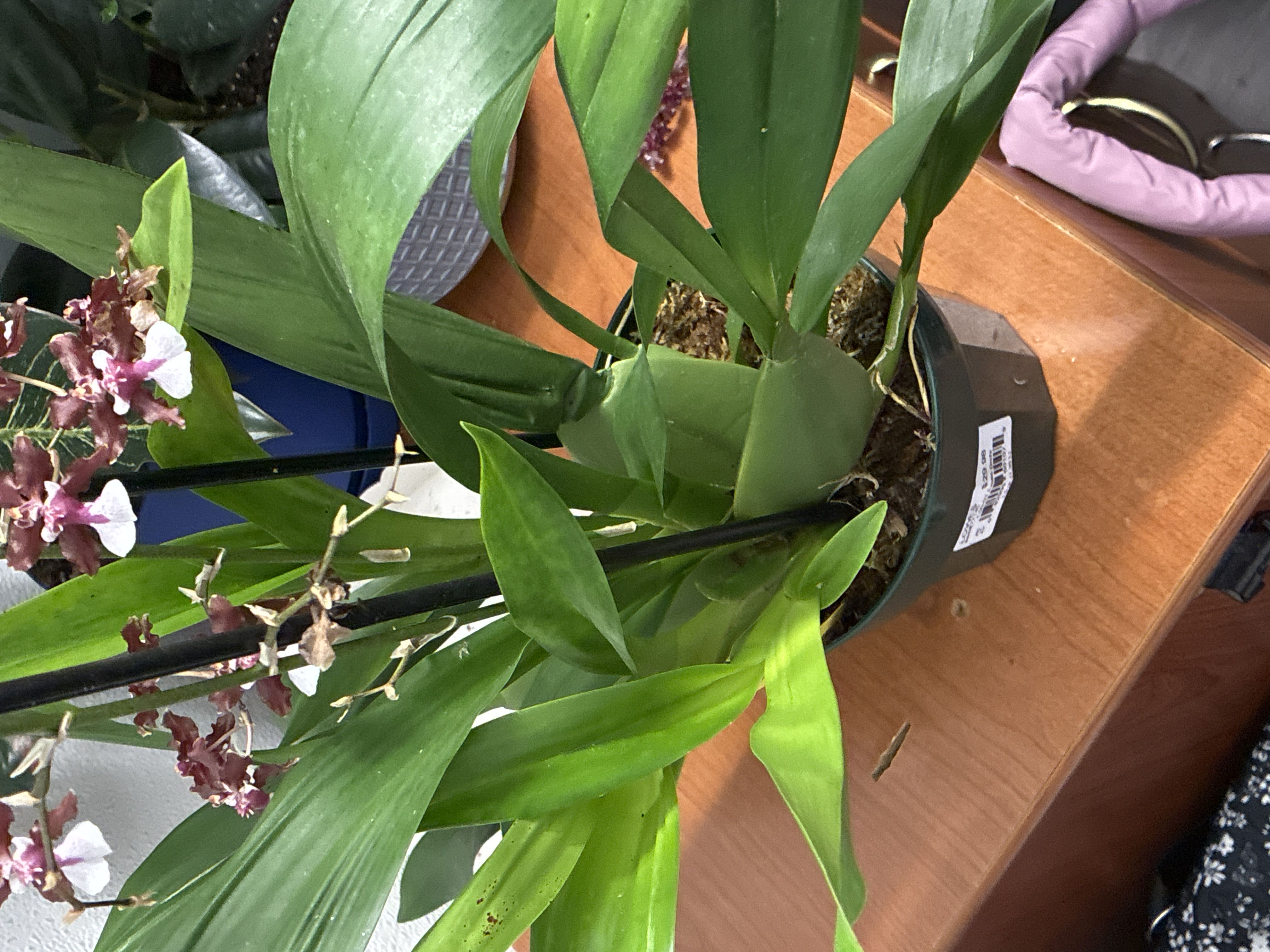 Photo from the post