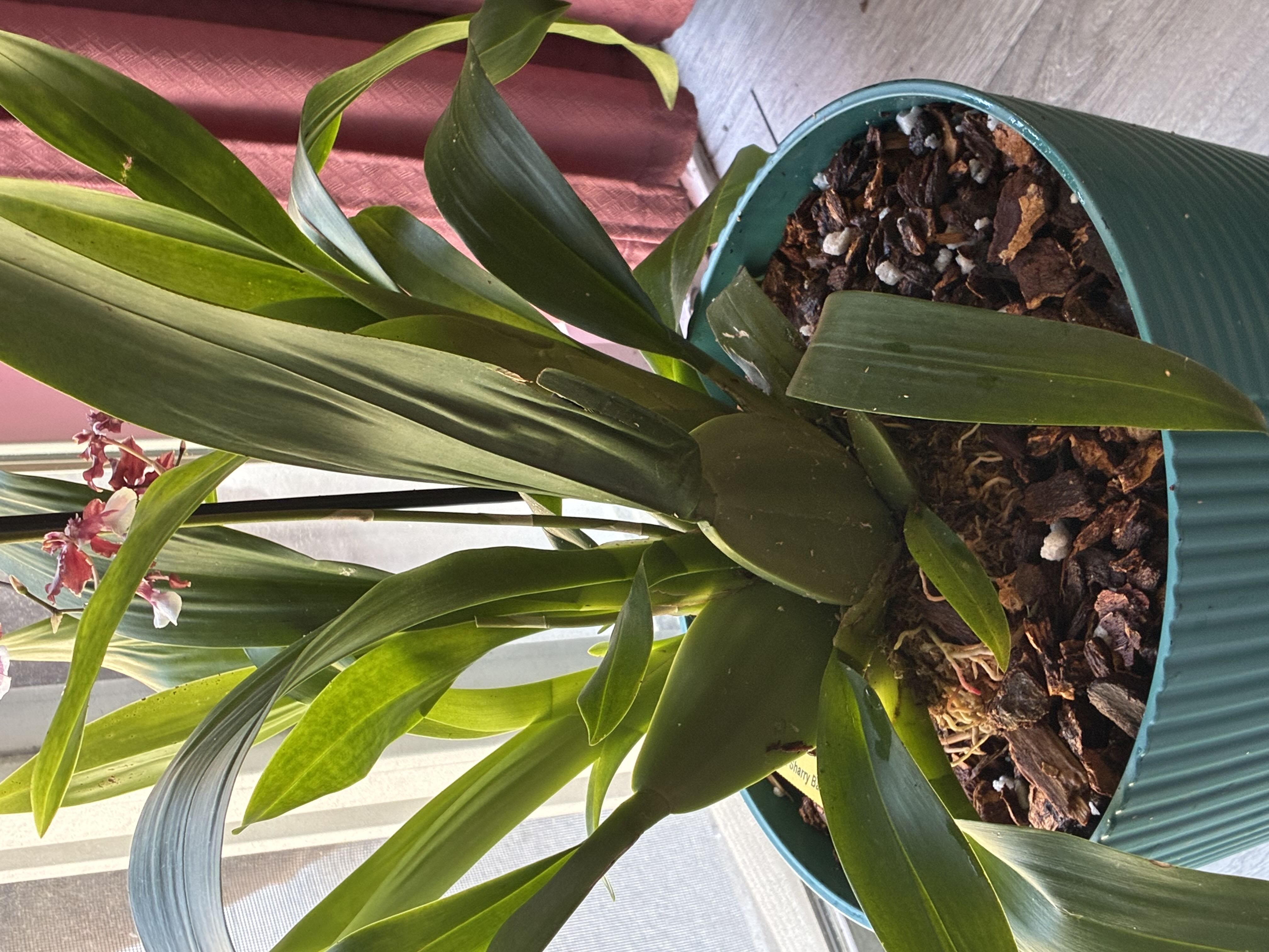 Photo from the post