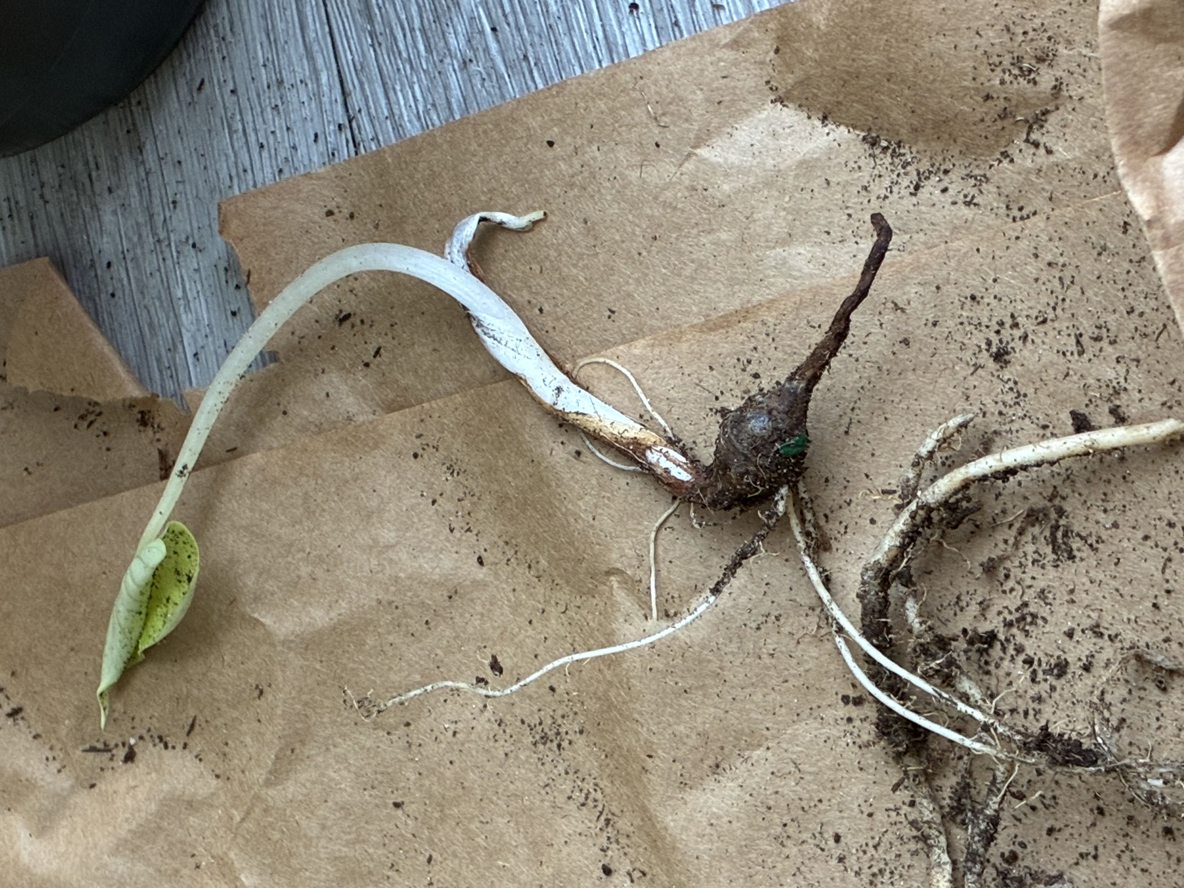 Photo from the post