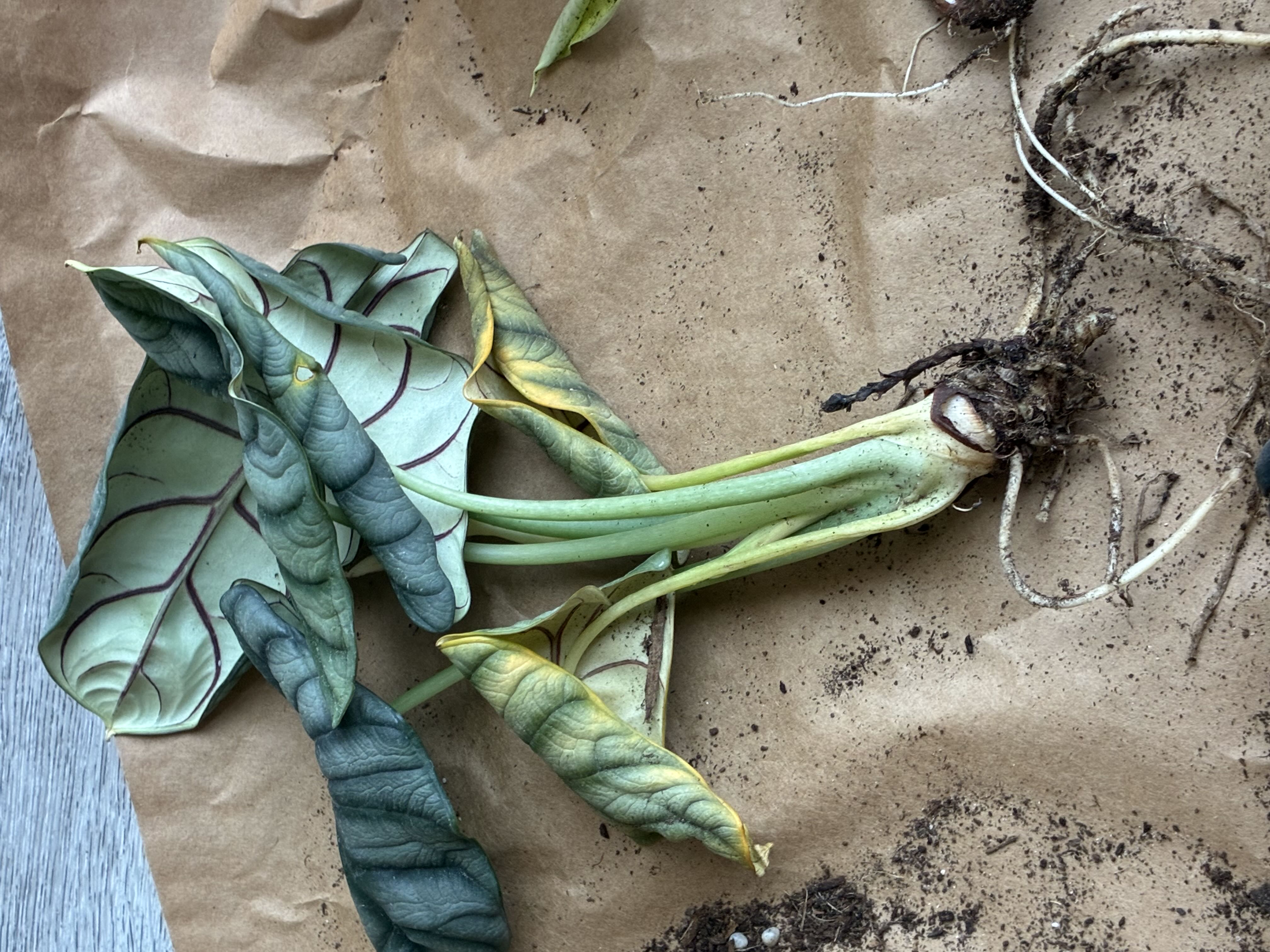 Photo from the post