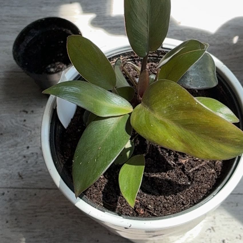 Photo of the plant species Philodendron Black Cardinal x Florida Beauty by @GoodLecanora84 named Marilyn Black Cardinal Wizard on Greg, the plant care app