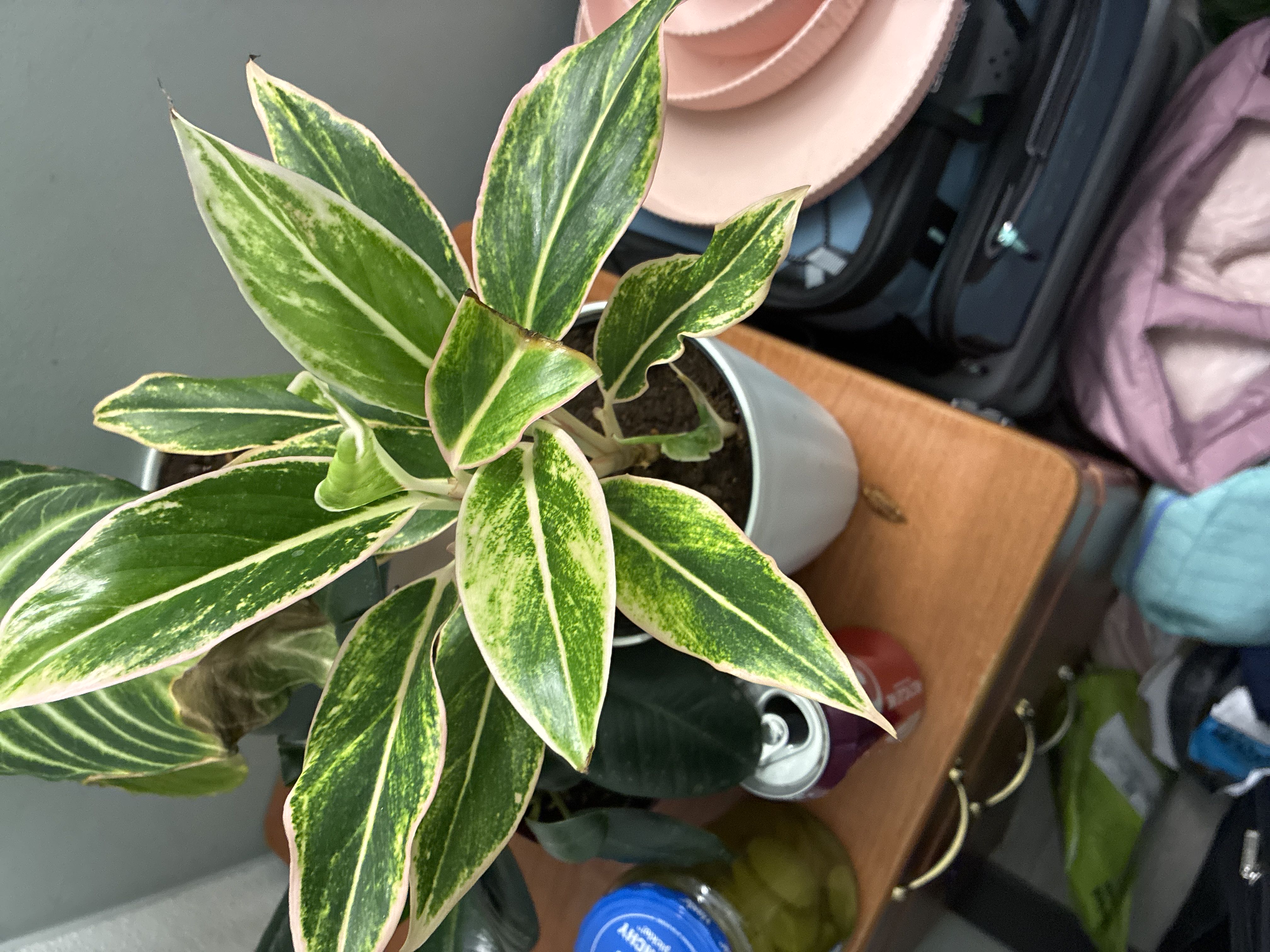 Photo from the post