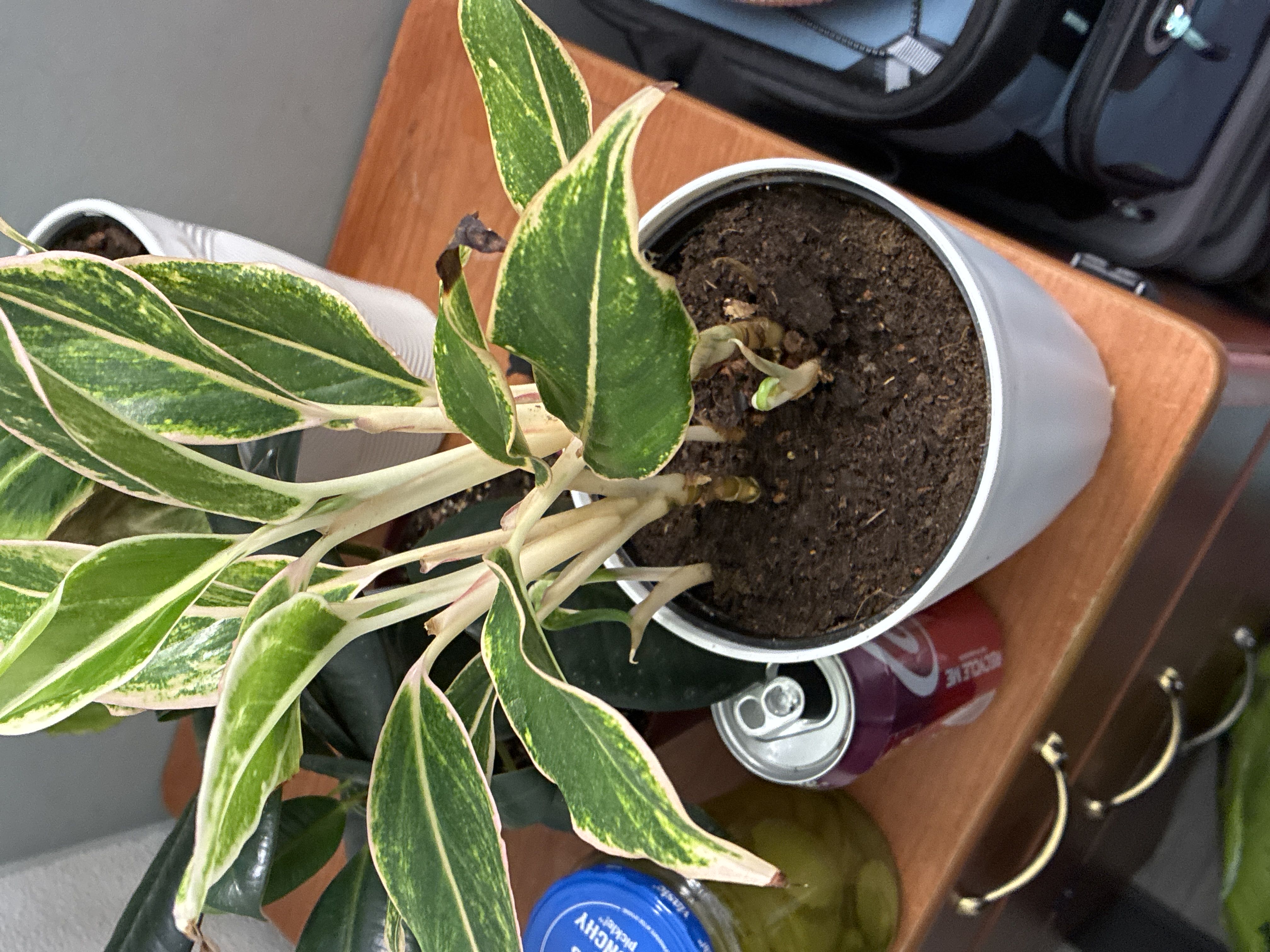 Photo from the post