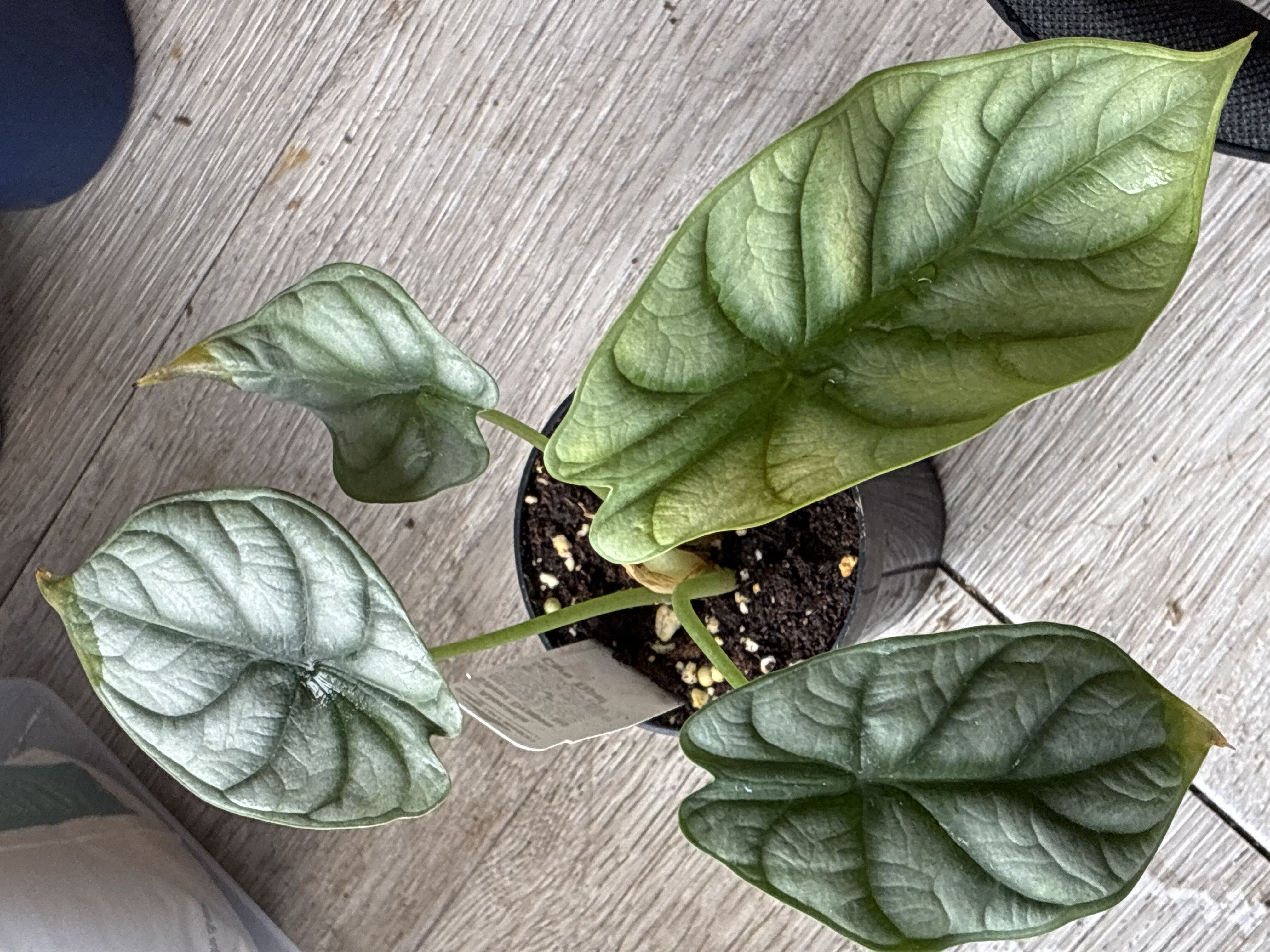 Photo from the post