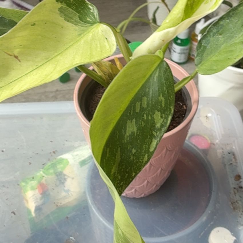 Photo of the plant species Philodendron 'Jose Buono' by @GoodLecanora84 named Remington Juan Miguel on Greg, the plant care app