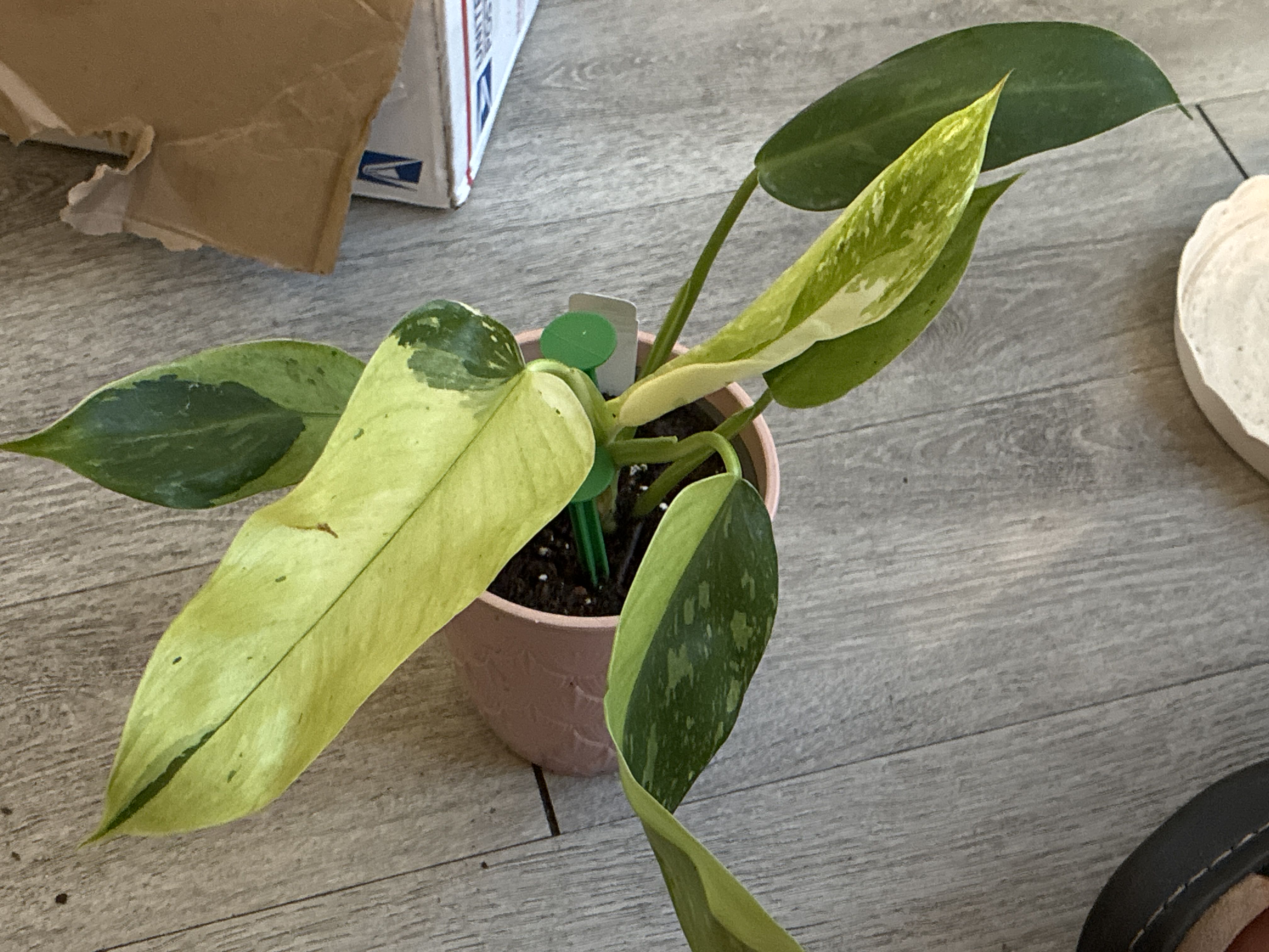 Photo from the post