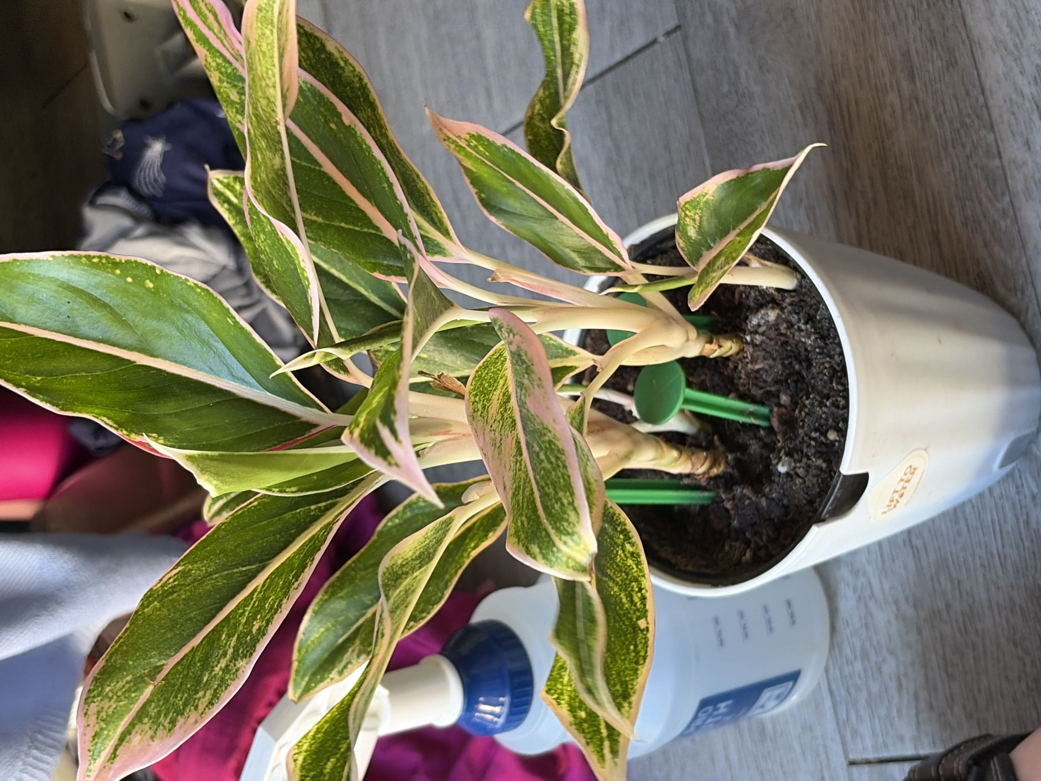 Photo from the post