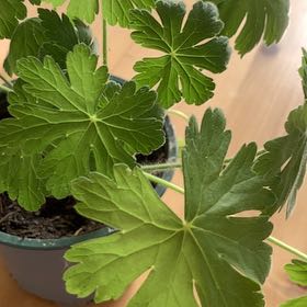 Photo of the plant species Bigroot Geranium by @TunefulDaisy87 named Harmony on Greg, the plant care app
