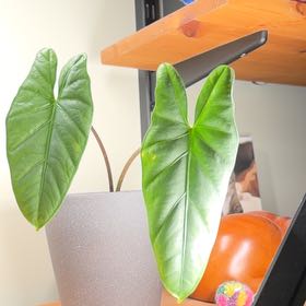 Photo of the plant species Alocasia Corazon by @MellowlyBacchus named Madonna on Greg, the plant care app