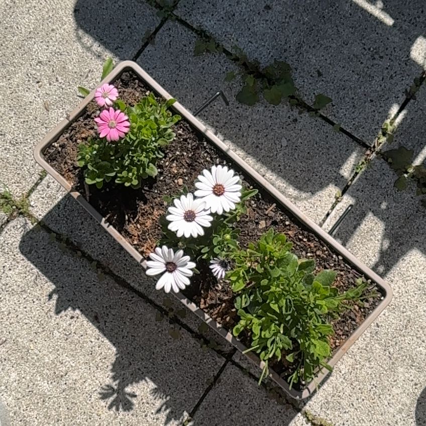 Photo of the plant species Weather Prophet by @VipComet77 named Beckham on Greg, the plant care app