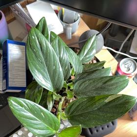 Photo of the plant species Cobra Monstera by @HipPinusmugo90 named Tolkien on Greg, the plant care app