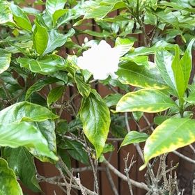 Photo of the plant species Crepe Jasmine by @YernMedeola48 named Tupot amaroot on Greg, the plant care app