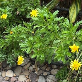 Photo of the plant species African Bush Daisy by @YernMedeola48 named Elina on Greg, the plant care app