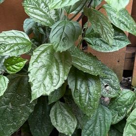Photo of the plant species Bleeding Heart Vine by @YernMedeola48 named Gomez on Greg, the plant care app