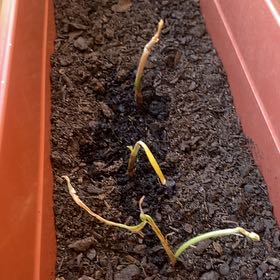 Photo of the plant species Allium Sativum by @FoxyLippia31 named Ajo on Greg, the plant care app