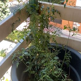 Photo of the plant species White Jasmine by @FoxyLippia31 named Jazmin on Greg, the plant care app