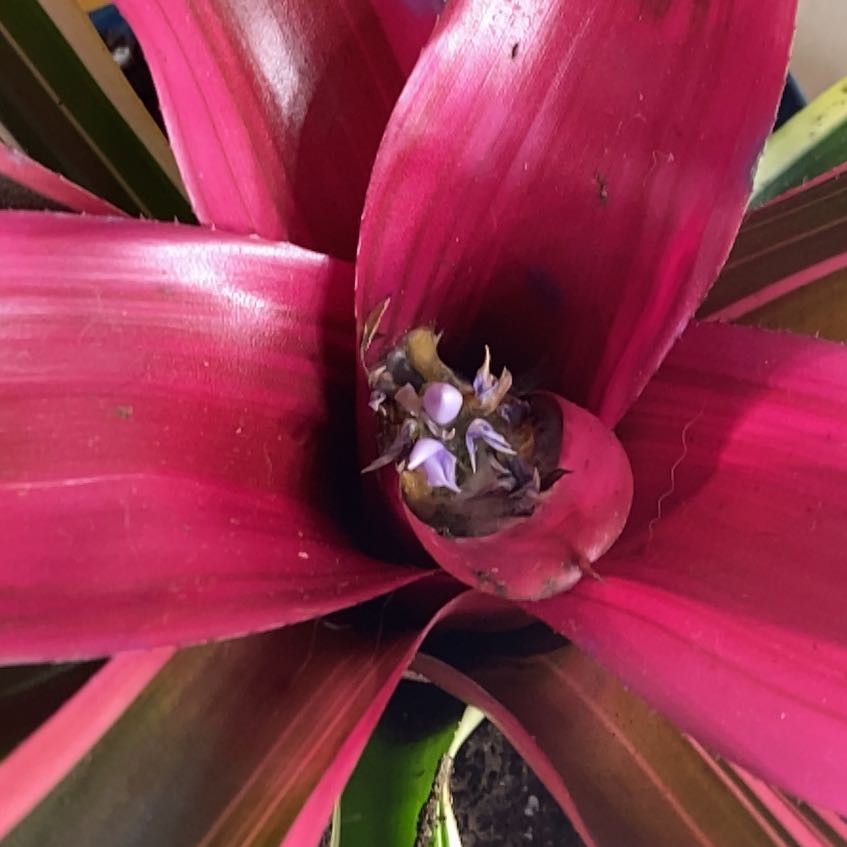 Photo of the plant species Bromeliad by @PumpedupMoss87 named Spike Leaves on Greg, the plant care app
