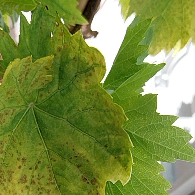 Photo of the plant species Vitis Vinifera by @AceHeather15 named Sir Plancelot on Greg, the plant care app