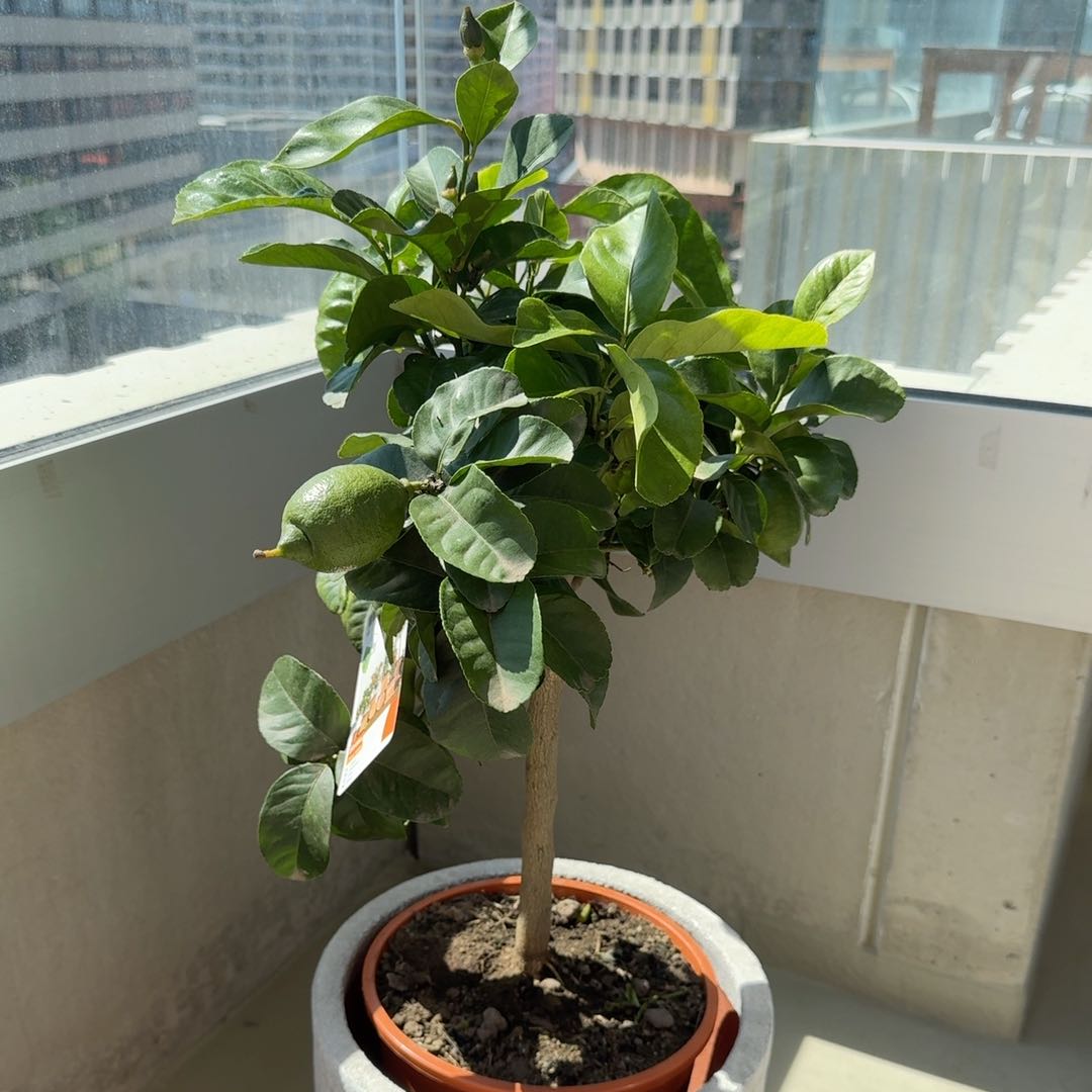 Photo of the plant species lemon tree by @StrongTutsan95 named Cico on Greg, the plant care app