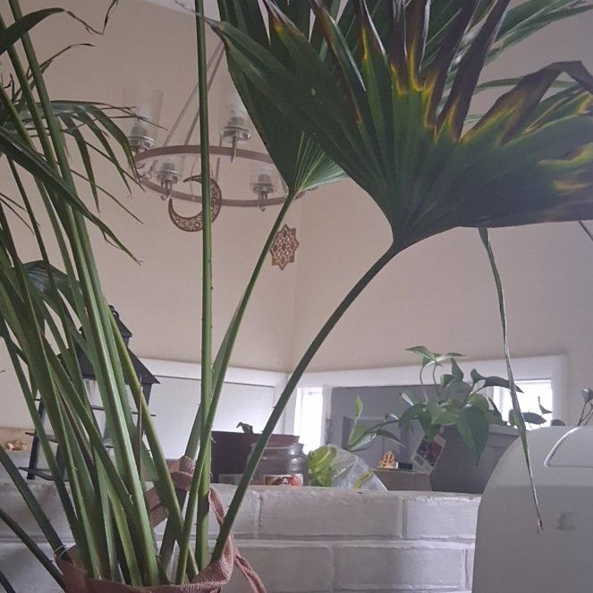 Photo of the plant species Fountain Palm by @FunRedtree61 named Walt on Greg, the plant care app