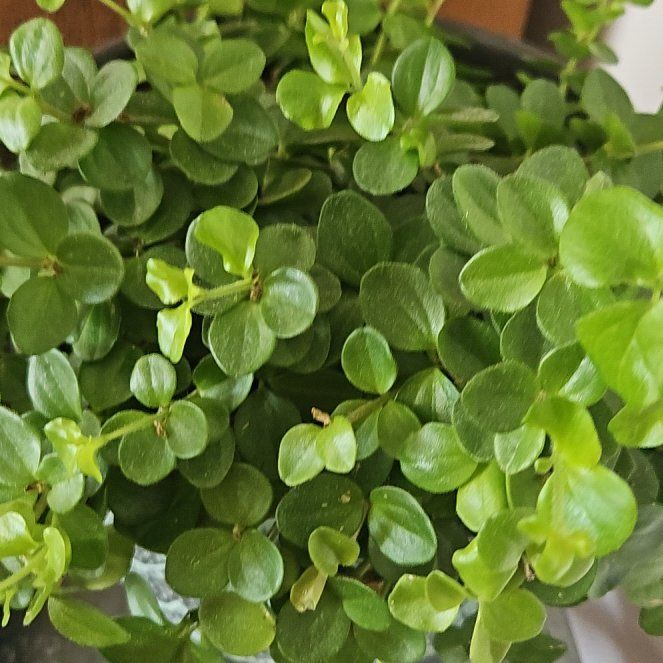 Photo of the plant species Peperomia urvilleana by @GemGuapilla40 named Nithin on Greg, the plant care app