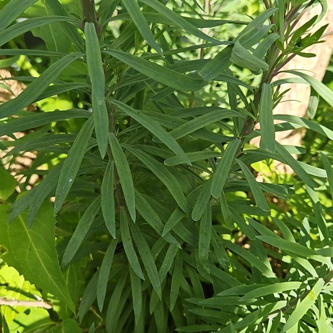 Photo of the plant species Purple Toadflax by @GemGuapilla40 named Taylor Swift on Greg, the plant care app
